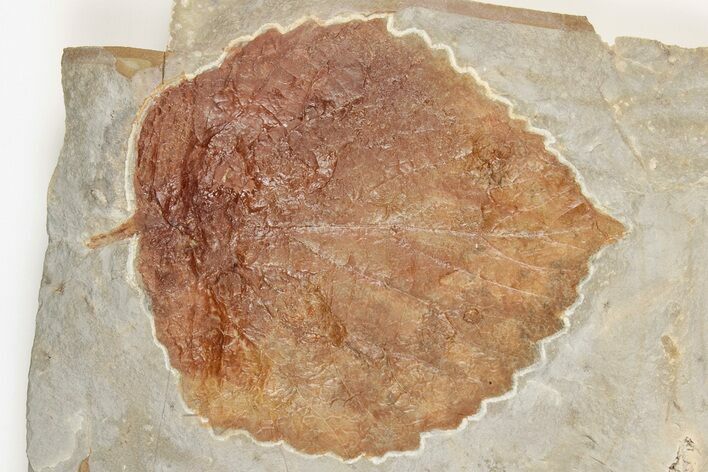 Fossil Leaf (Davidia) - Montana #203347